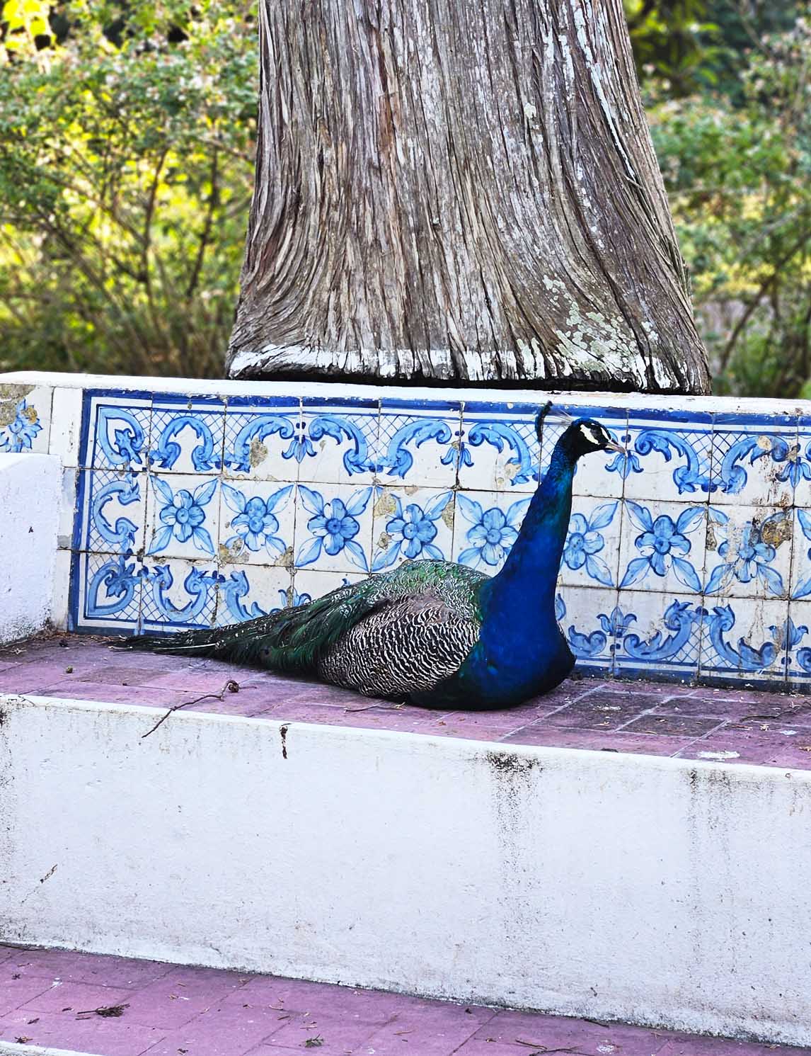 botanical garden Lisbon Belem peacock and portugese tiles
