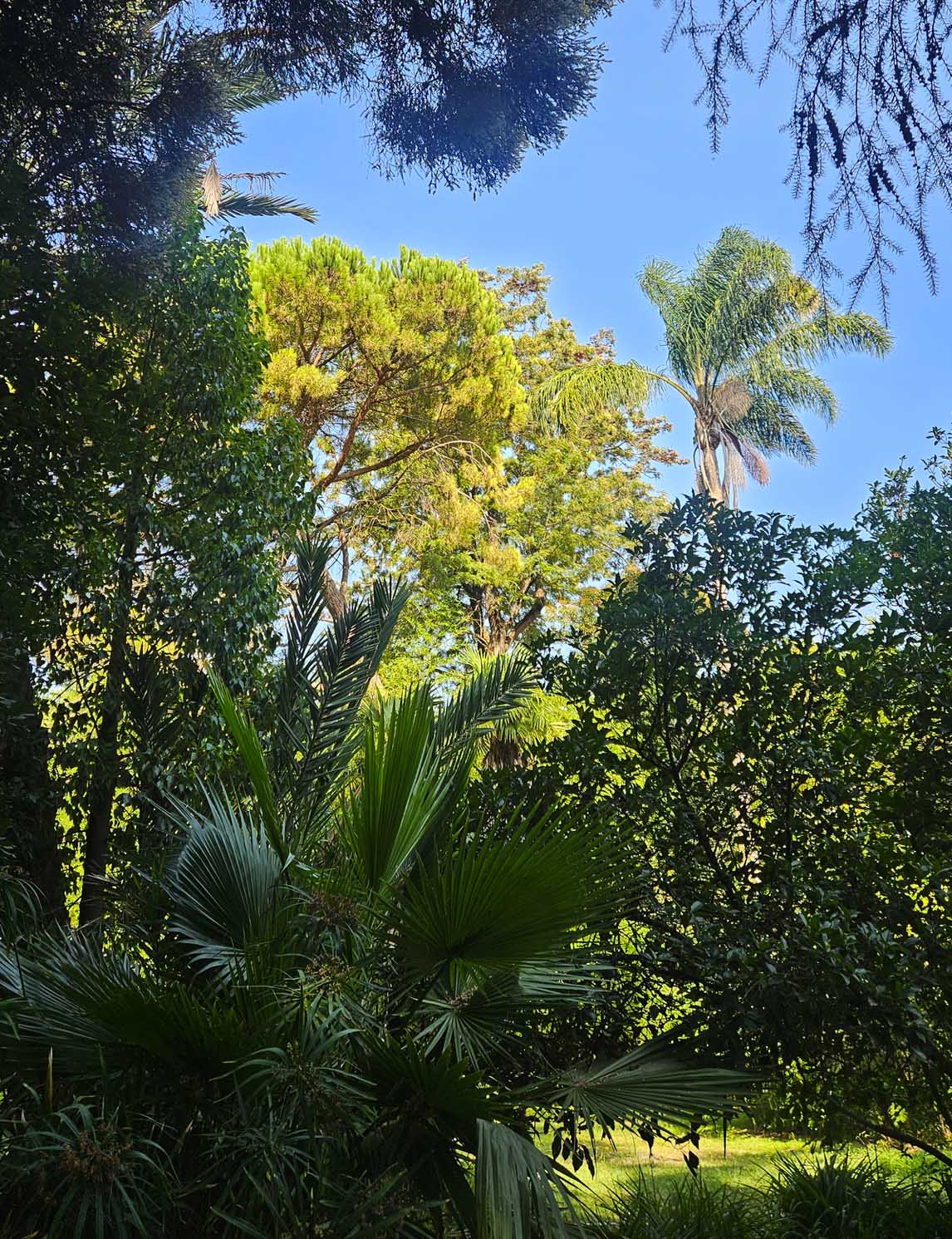 botanical garden Lisbon Belem trees