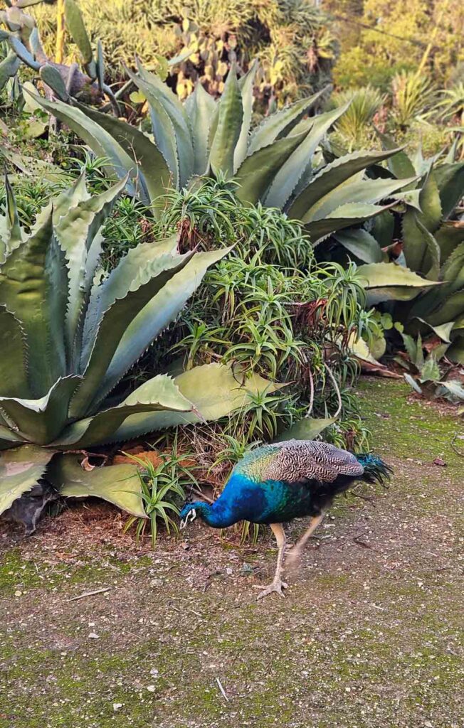 peacock in the cactus park in lisbon
