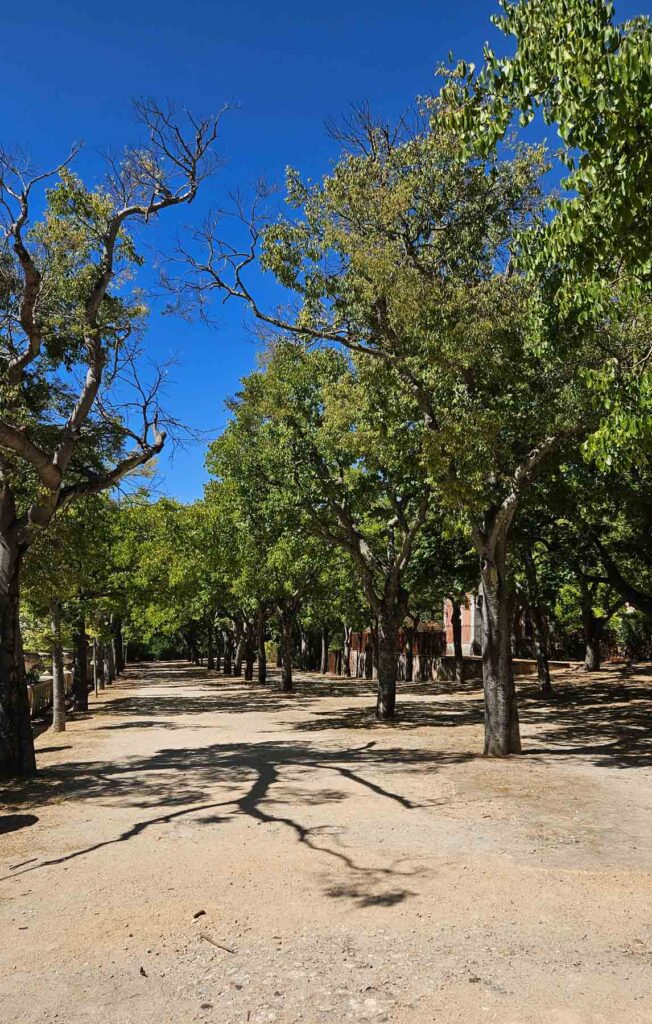 trees in tapada park lisbon