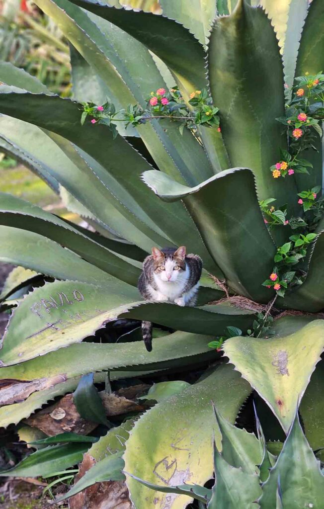 cat on cactus in lisbon