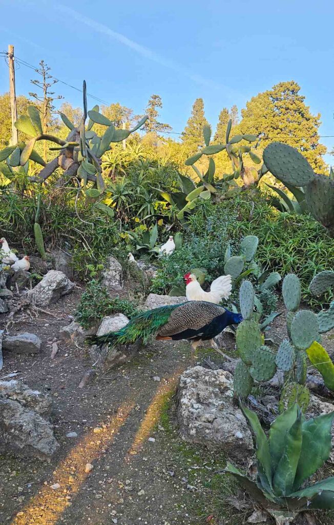 animals in tapada das necessidades in lisbon | best parks in lisbon