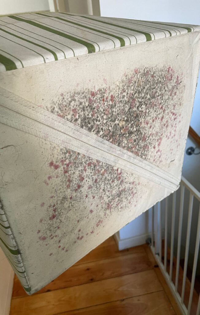 health issues due to mold | why is mold in Portugal so common | mold on furniture | how to prevent mold