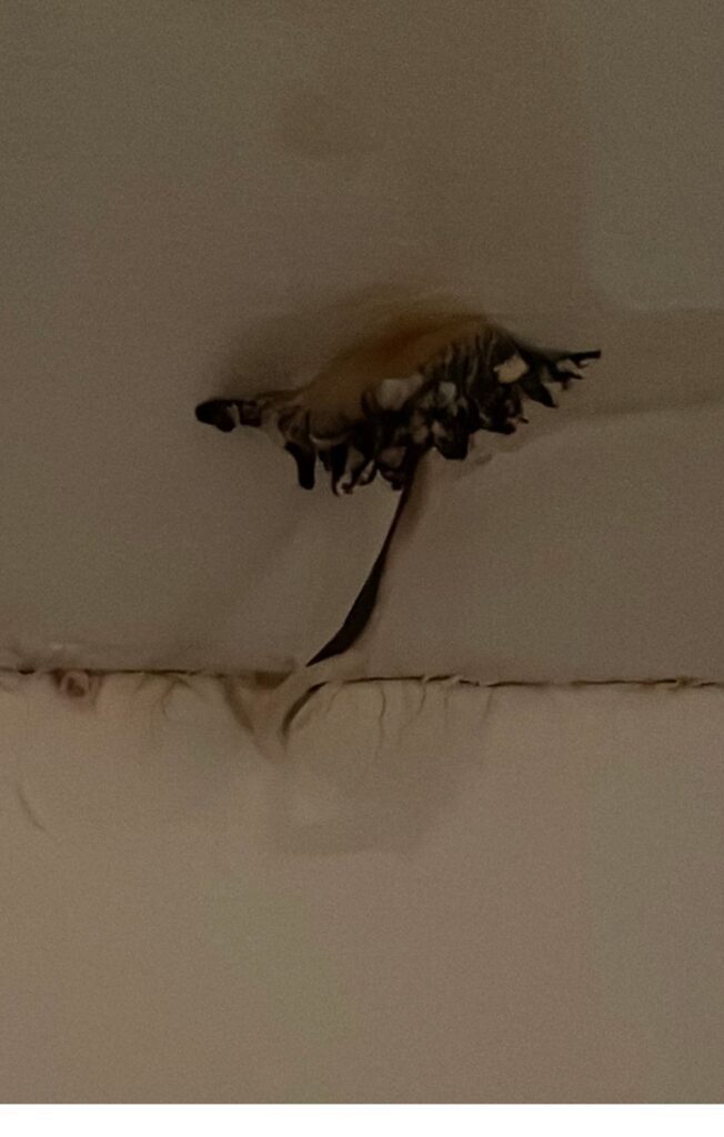 mold mushroom